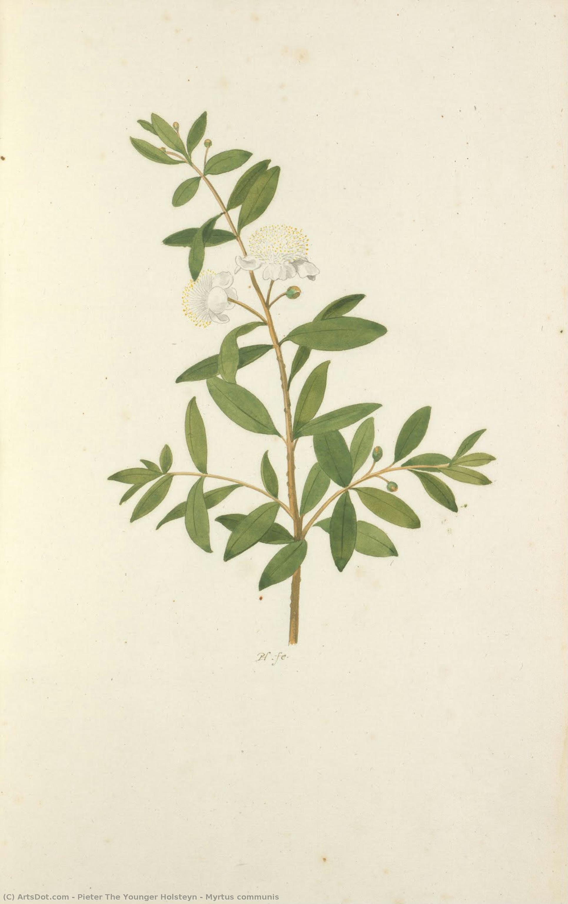 Myrtus Communis — Pieter The Younger Holsteyn