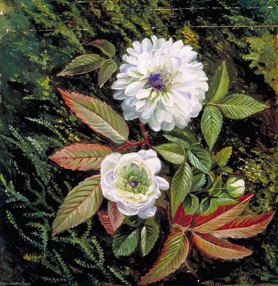Laub Und Doppelblüten Des Sandelholz-brombeergewächses — Marianne North