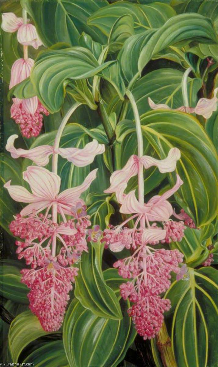 Blätter Und Blüten Der Medinilla Magnifica — Marianne North