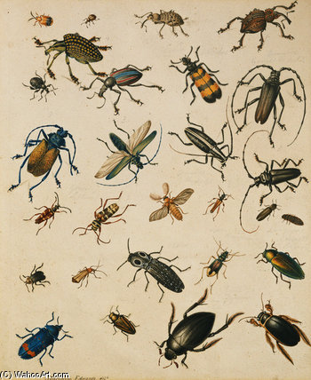 Studies Of Insects — Sydenham Teast Edwards