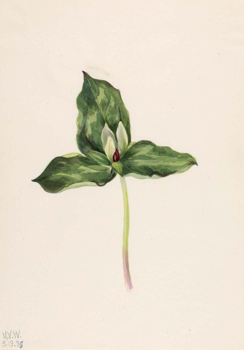 Trillium Discolor — Mary Vaux Walcott