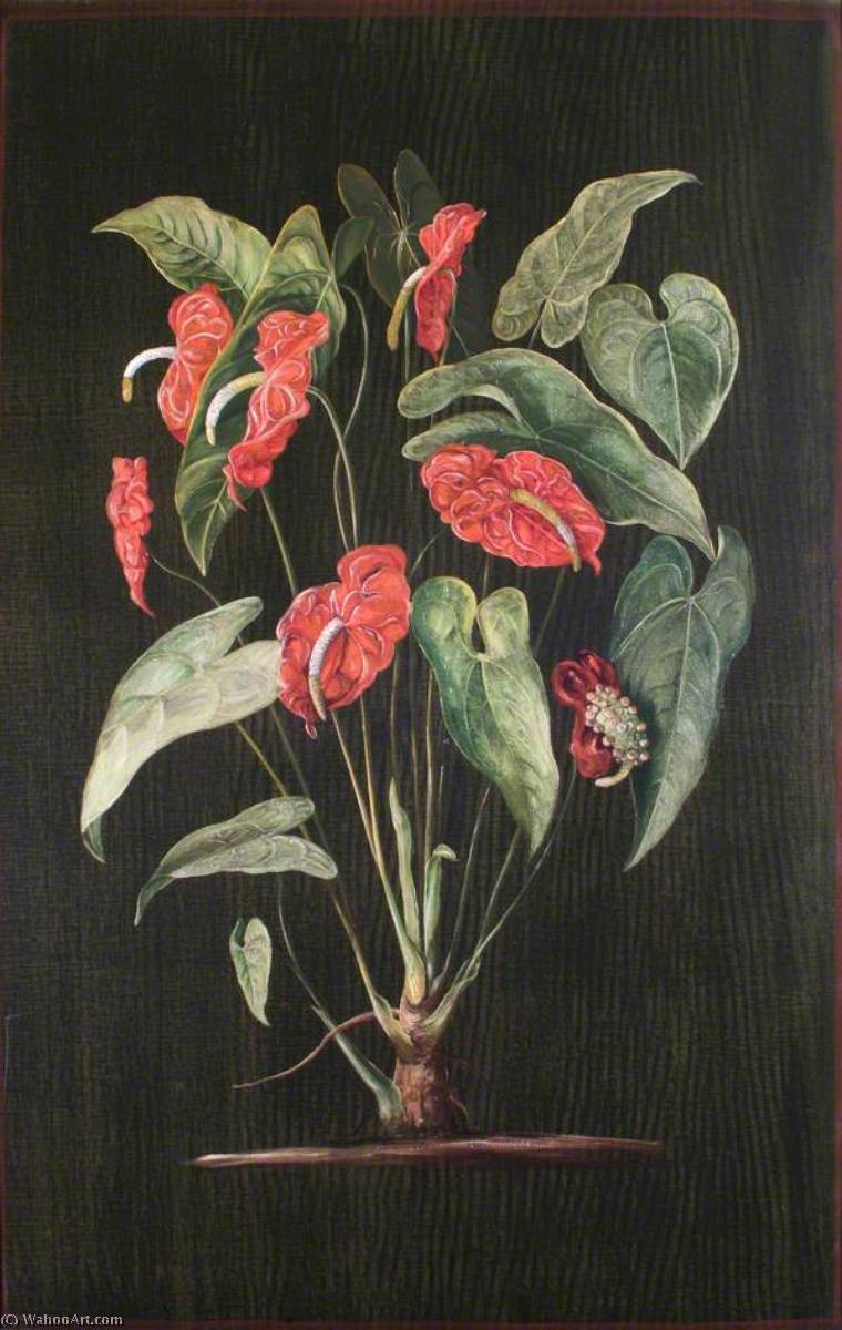 A Colombian Aroid — Marianne North