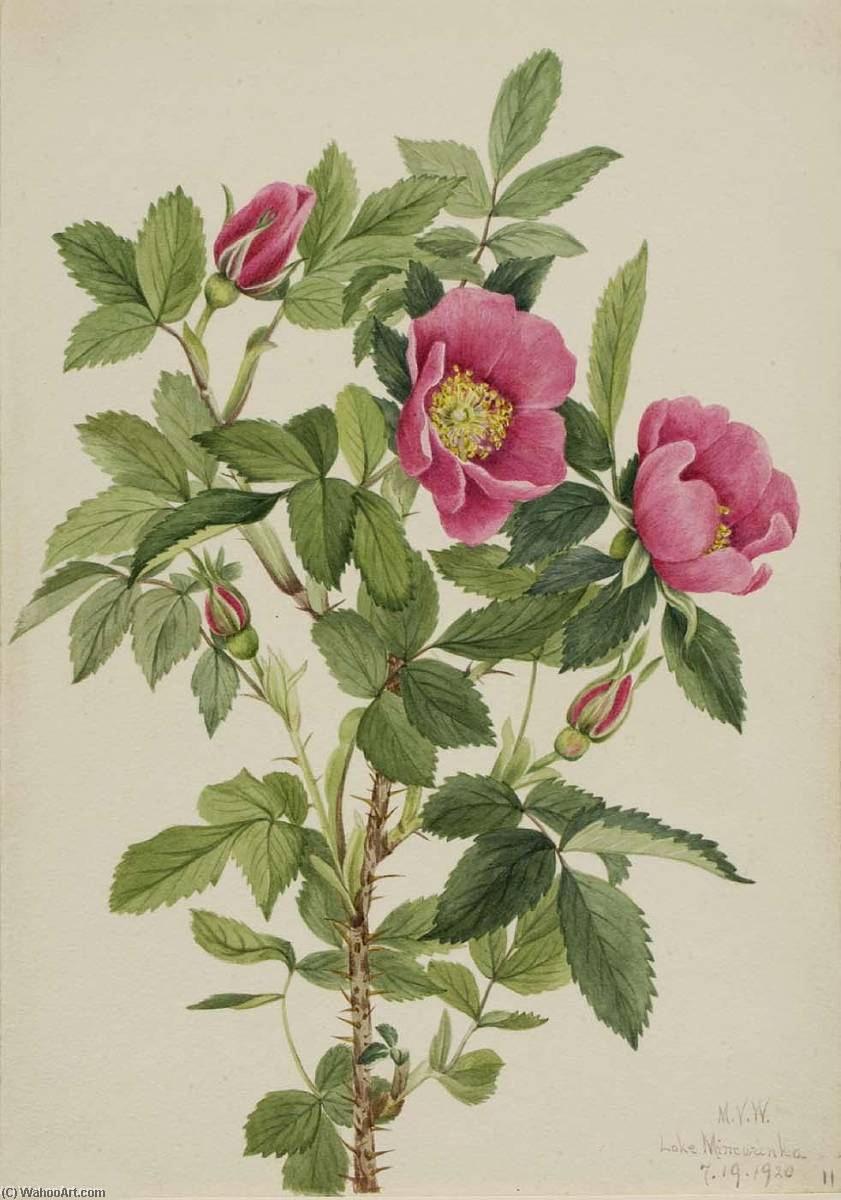 Bourgeau Rose (rosa Bourgeauiana) — Meri Moris Voks Volkot