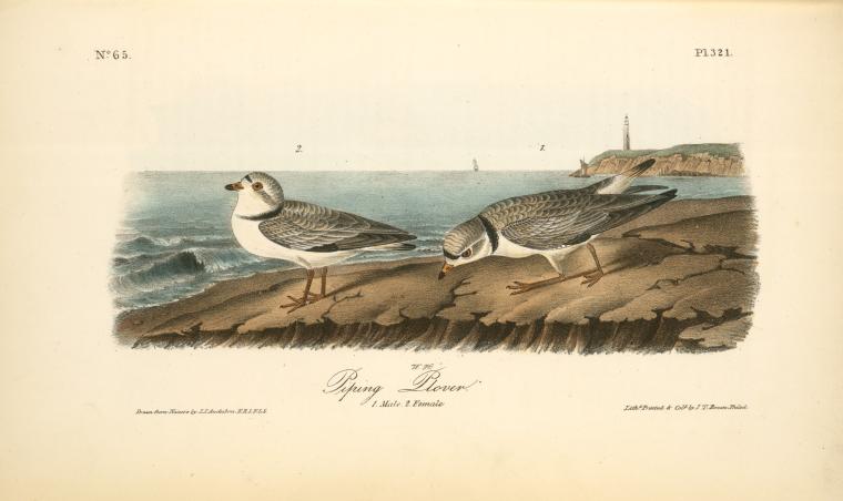Piping Plover. 1. Male. 2. Female — John James Audubon