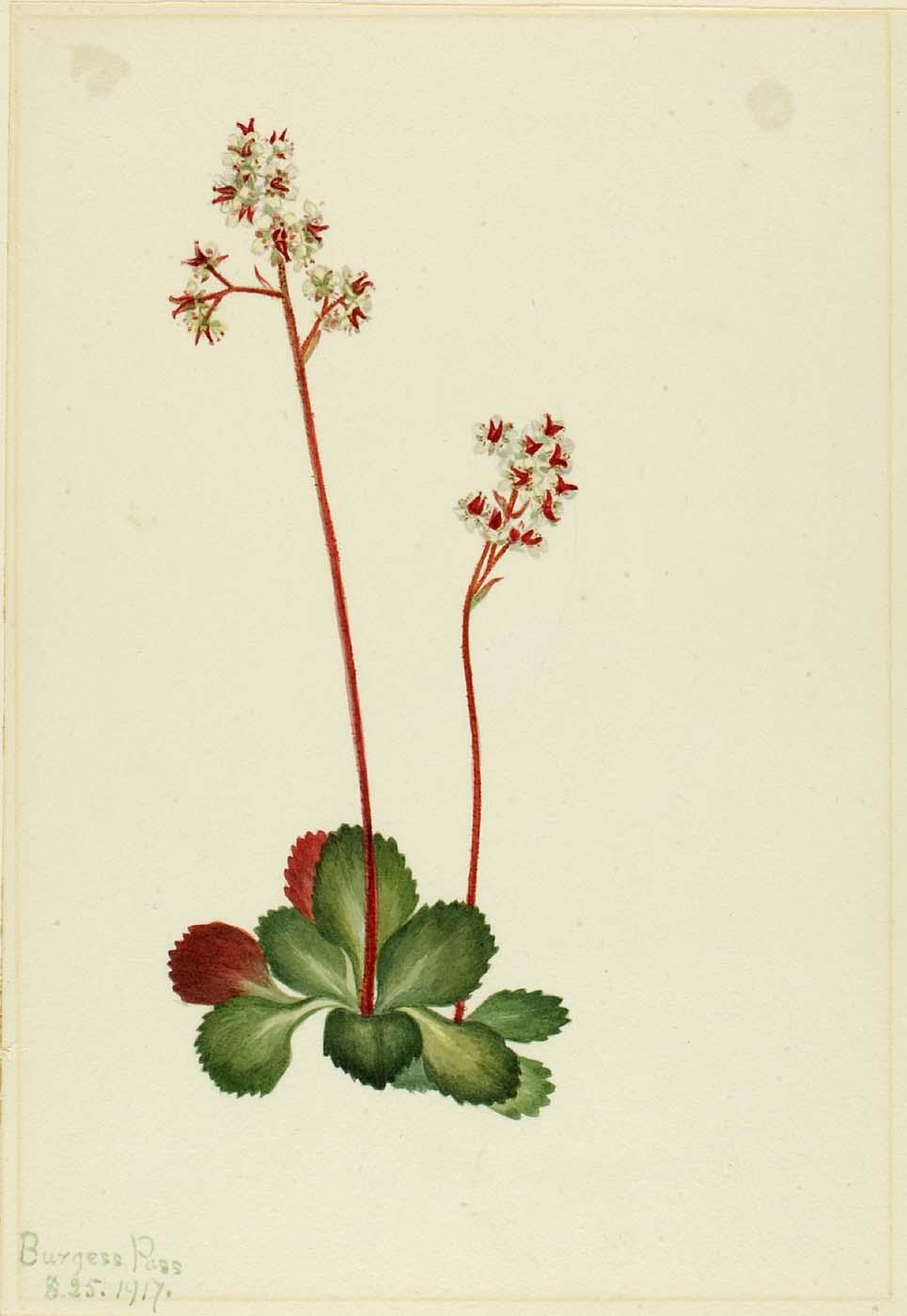 Evergreen Saxifrage (leptarrhena Pyrolifolia) — Mary Vaux Walcott