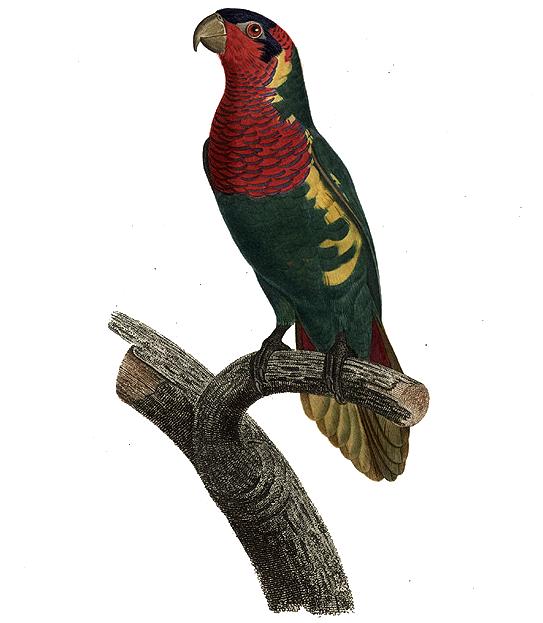 Trichoglossus Ornatus — ジャック・バラバン