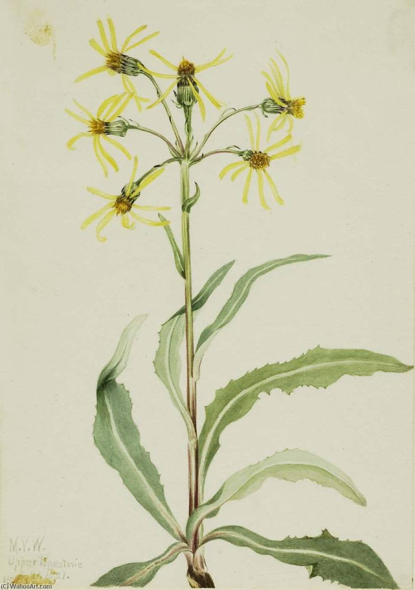 Mourning Groundsel (senecio Lugens) — Mary Morris Vaux Walcott