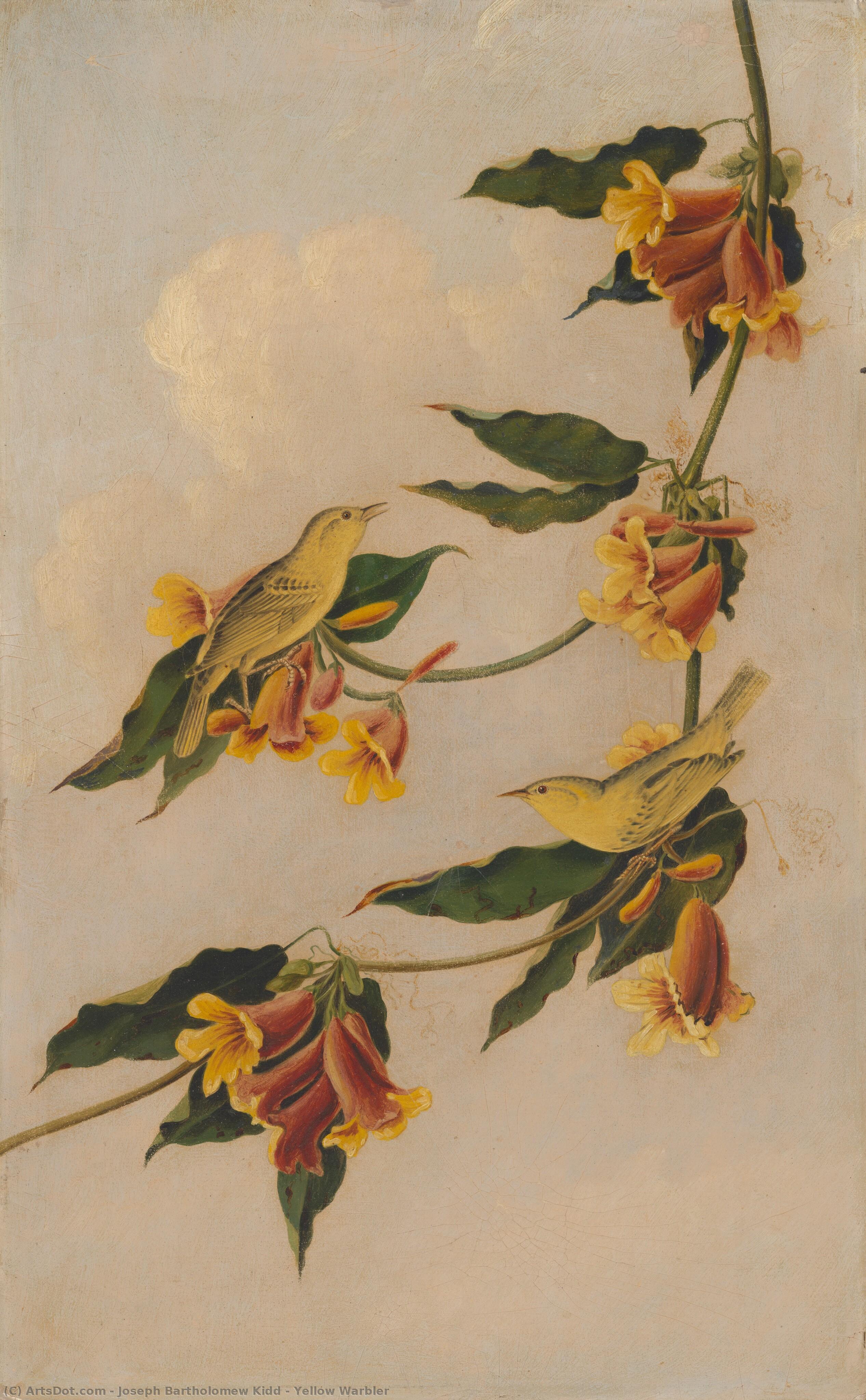 Yellow Warbler — Joseph Bartholomew Kidd