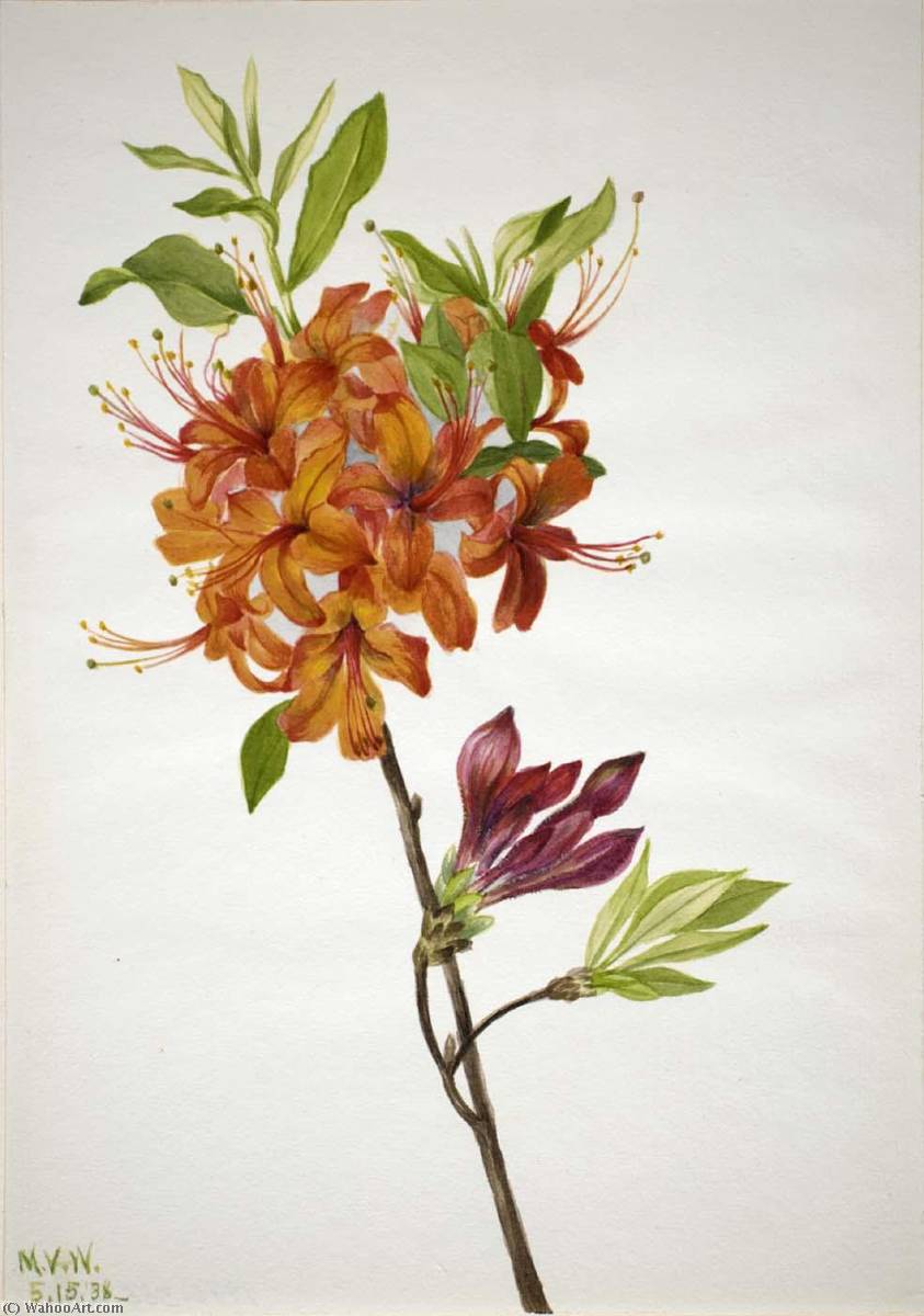 Flame Azalea (rhododendron Speciosum) — Mary Vaux Walcott