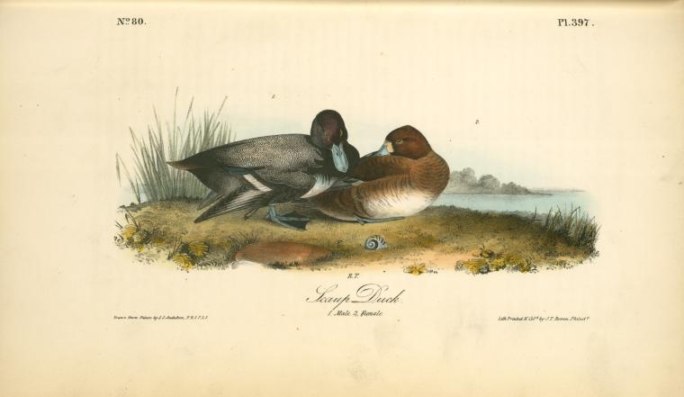 Scaup Duck. 1. Male. 2. Female — John James Audubon