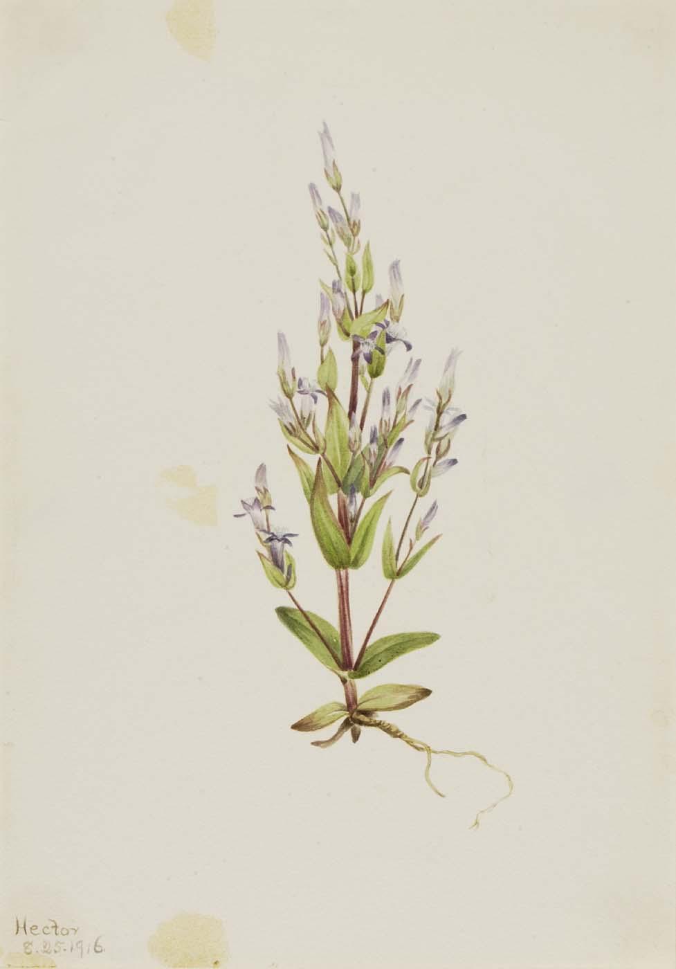 Ladder Gentian (gentiana Acuta) — Mary Vaux Walcott