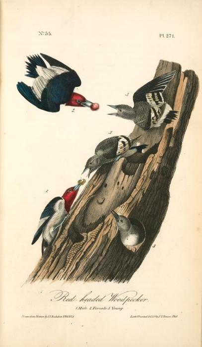 Red-headed Woodpecker. 1. Males. 2. Female. 3. Young — John James Audubon