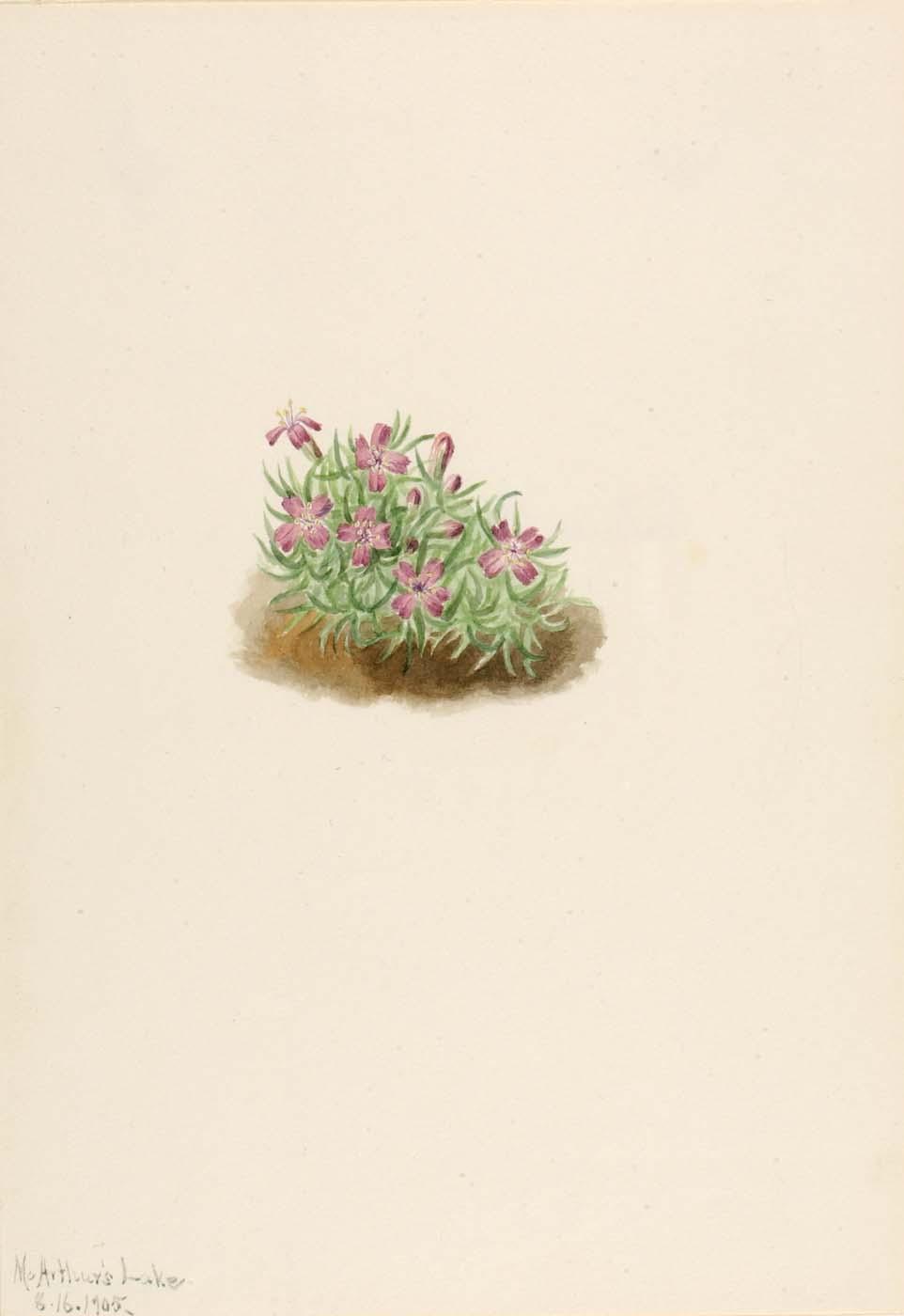 Carpet Pink (silene Acaulis) — Mary Morris Vaux Walcott