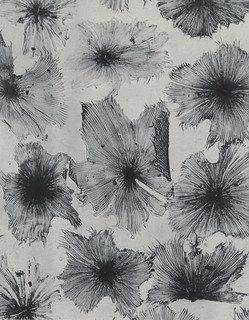 Glossy Buckthorn — Laure Albin Guillot