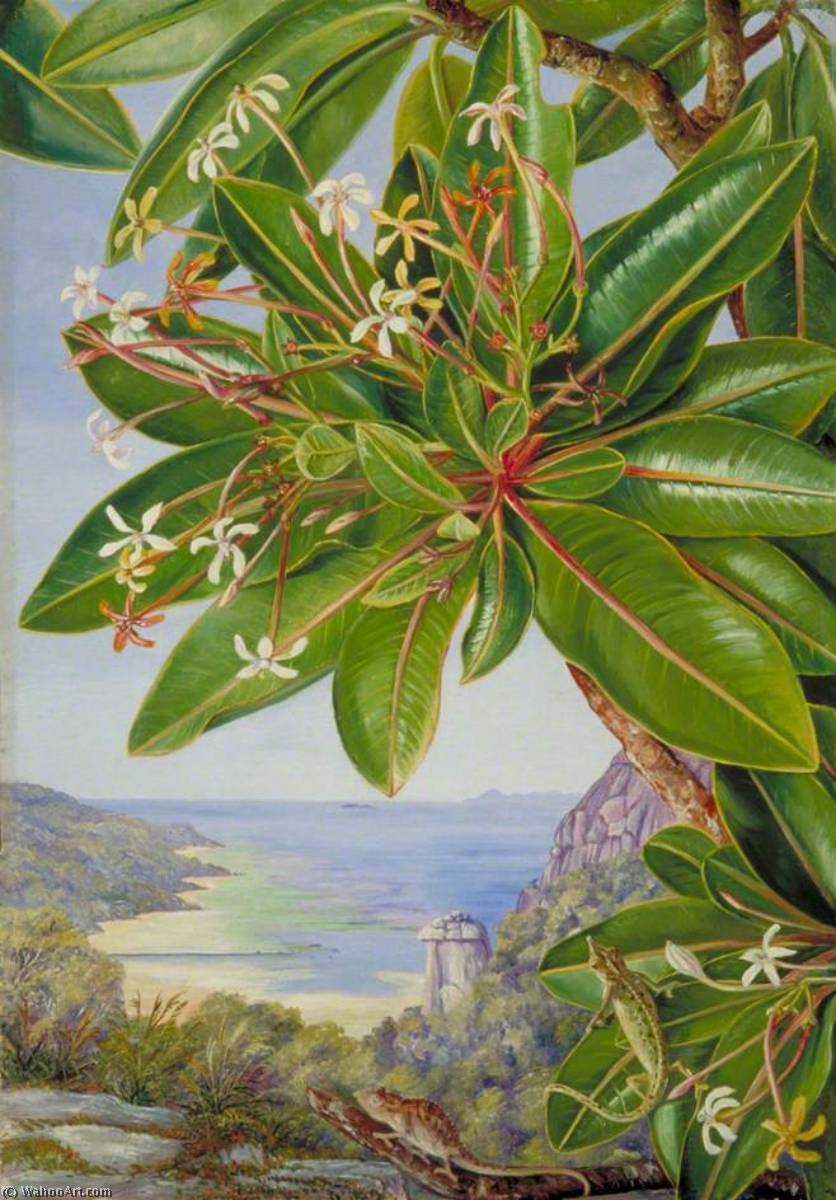 Flores De Un Arbusto Y Una Planta Jarra, Mahé — Marianne North