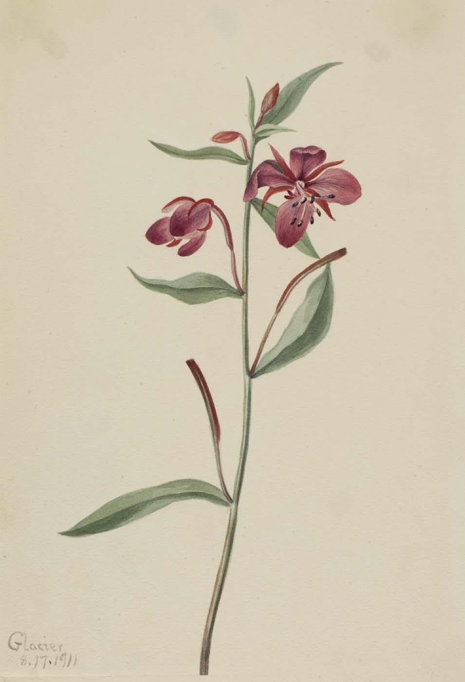Red Willowweed (epilobium Latifolium) — Mary Vaux Walcott