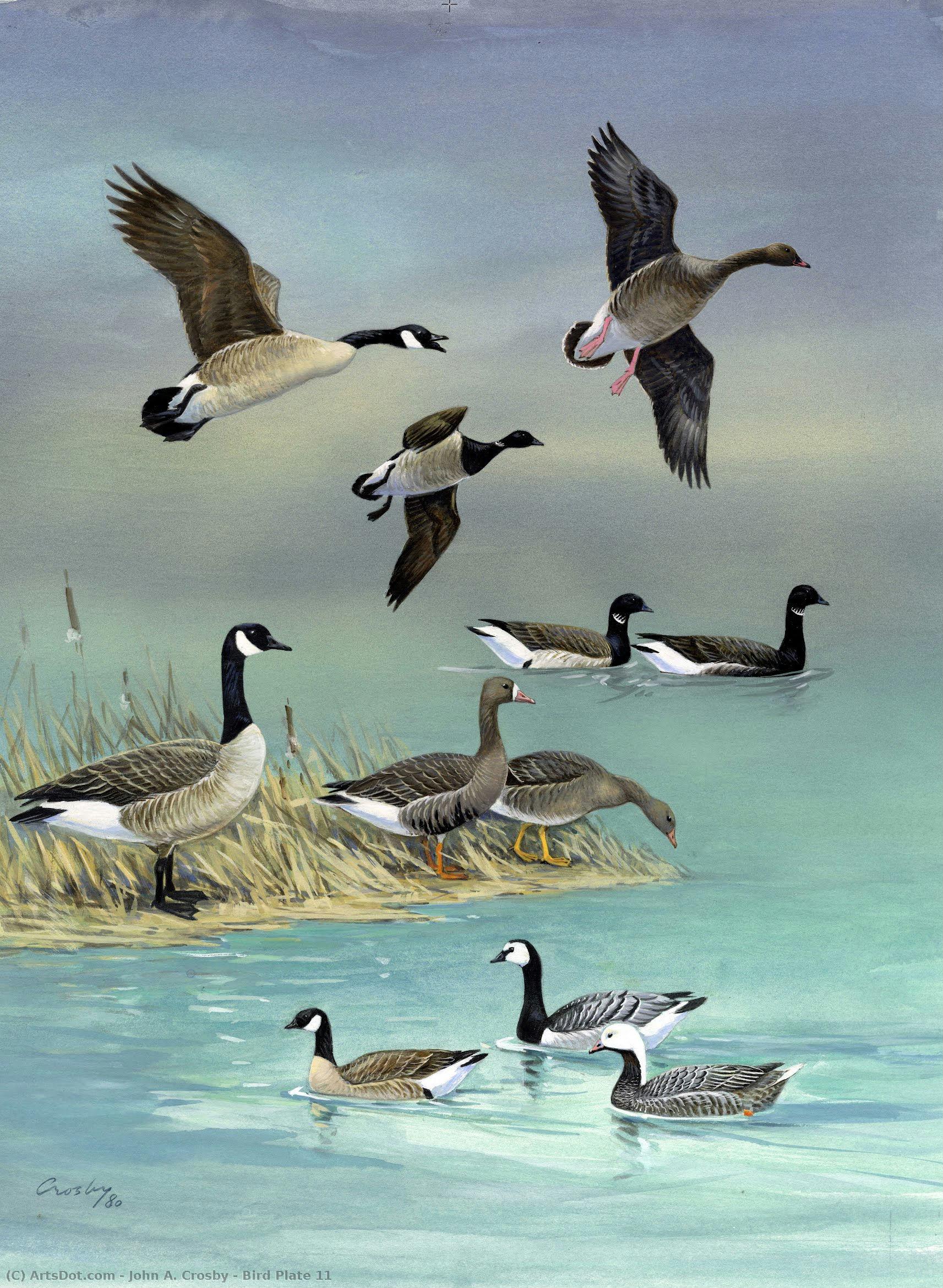 Bird Plate 11 — John A. Crosby