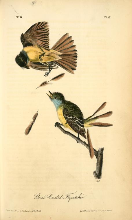 Great Crested Flycatcher — John James Audubon