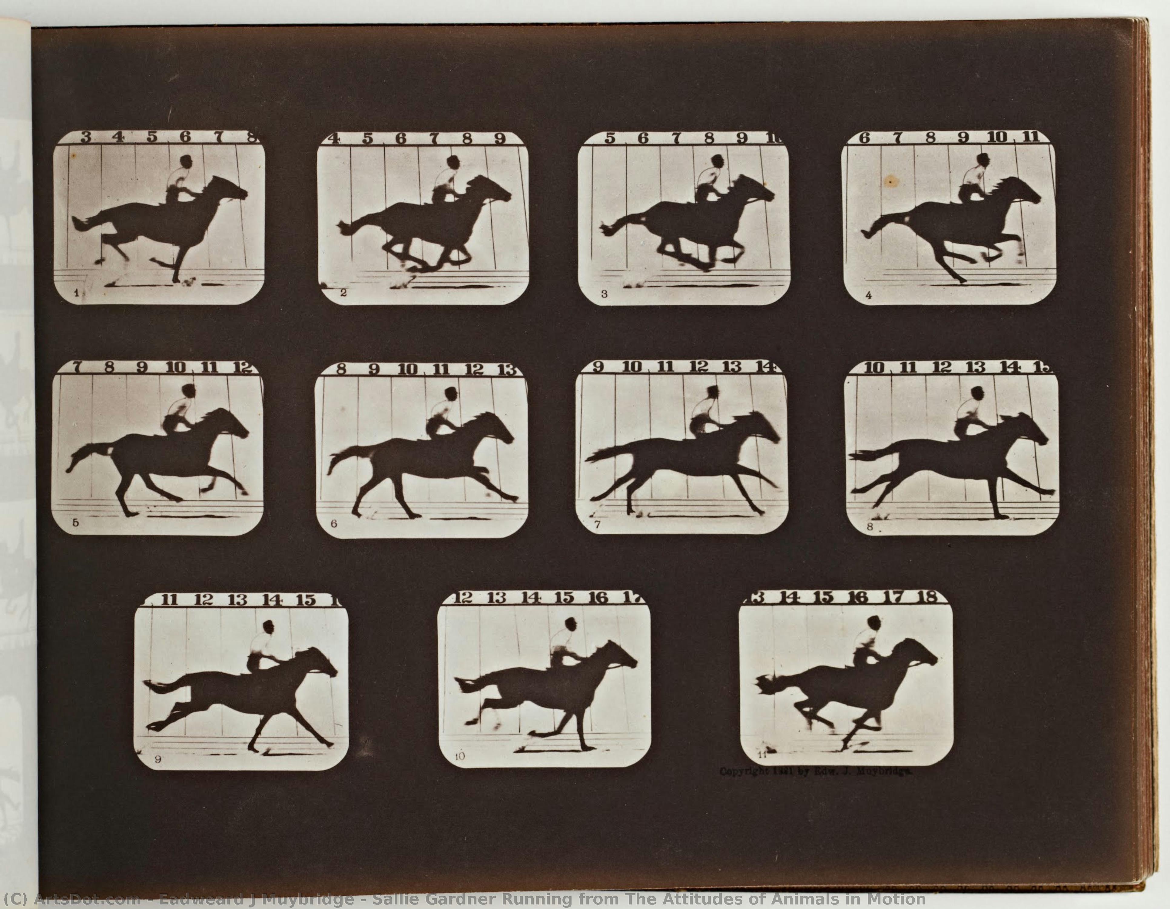 Sallie Gardner Running From The Attitudes Of Animals In Motion — Eadweard J. Muybridge