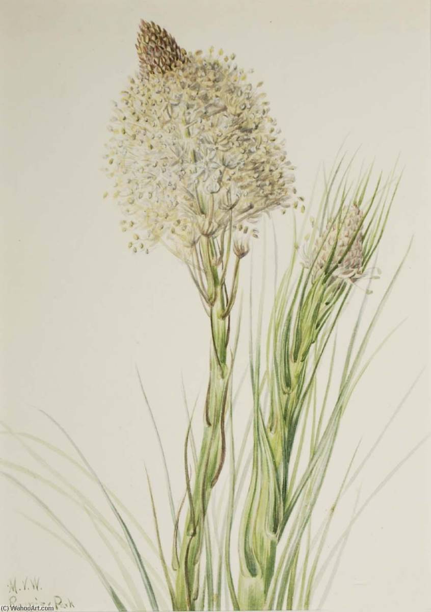 Beargrass (xerophyllum Tenax) — Mary Vaux Walcott