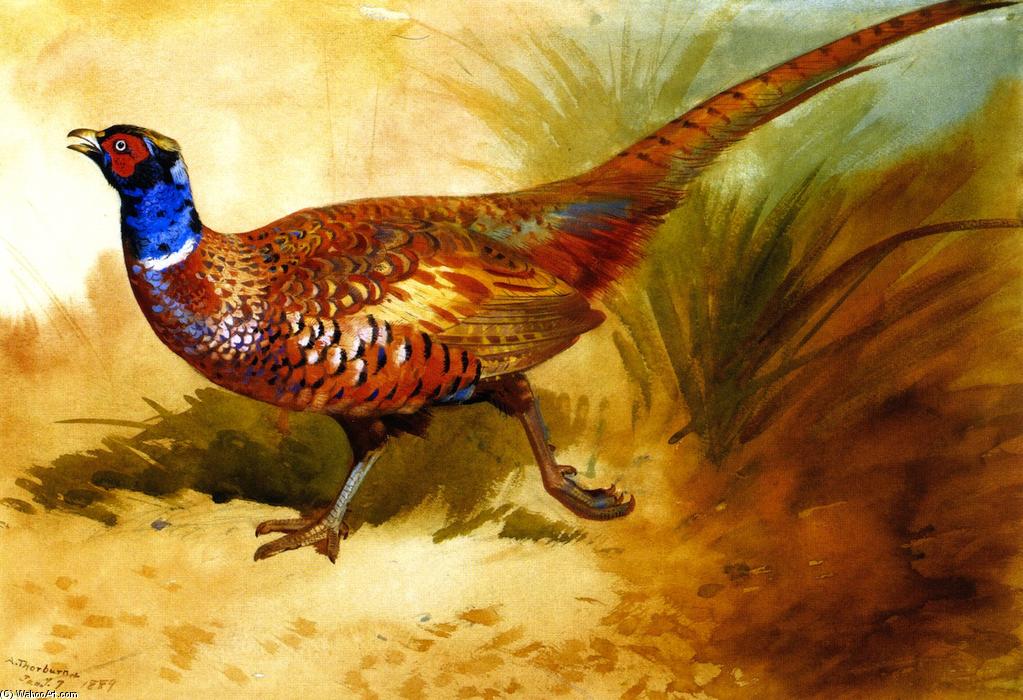 Cock Pheasant — Архибальд Торборн