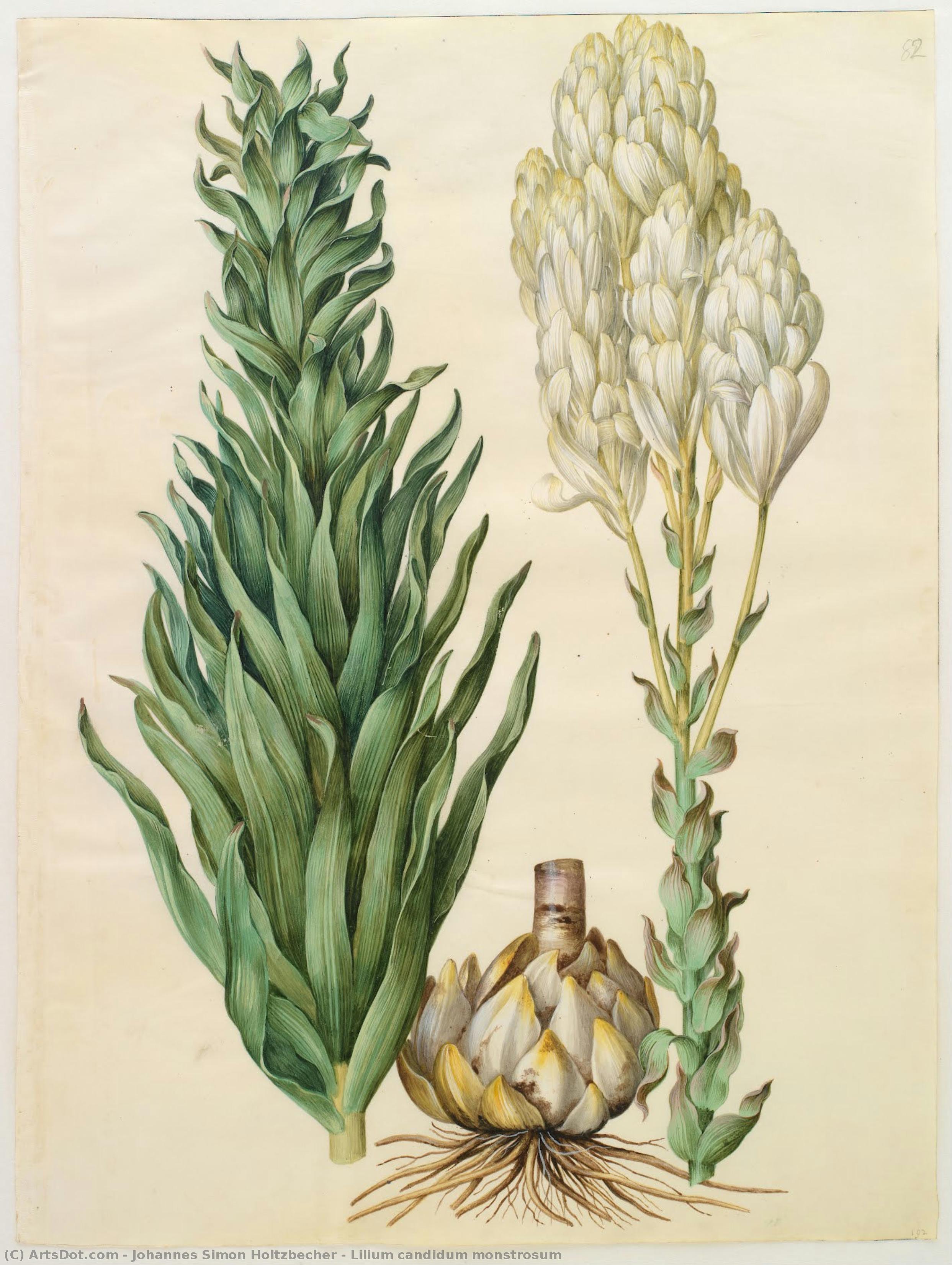 Lilium Candidum Monstrosum — Johannes Simon Holtzbecher