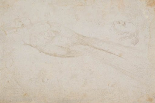 Male Bird Of Paradise And The Head Of A Middle-aged Man In Profile To The Left — Hans Baldung