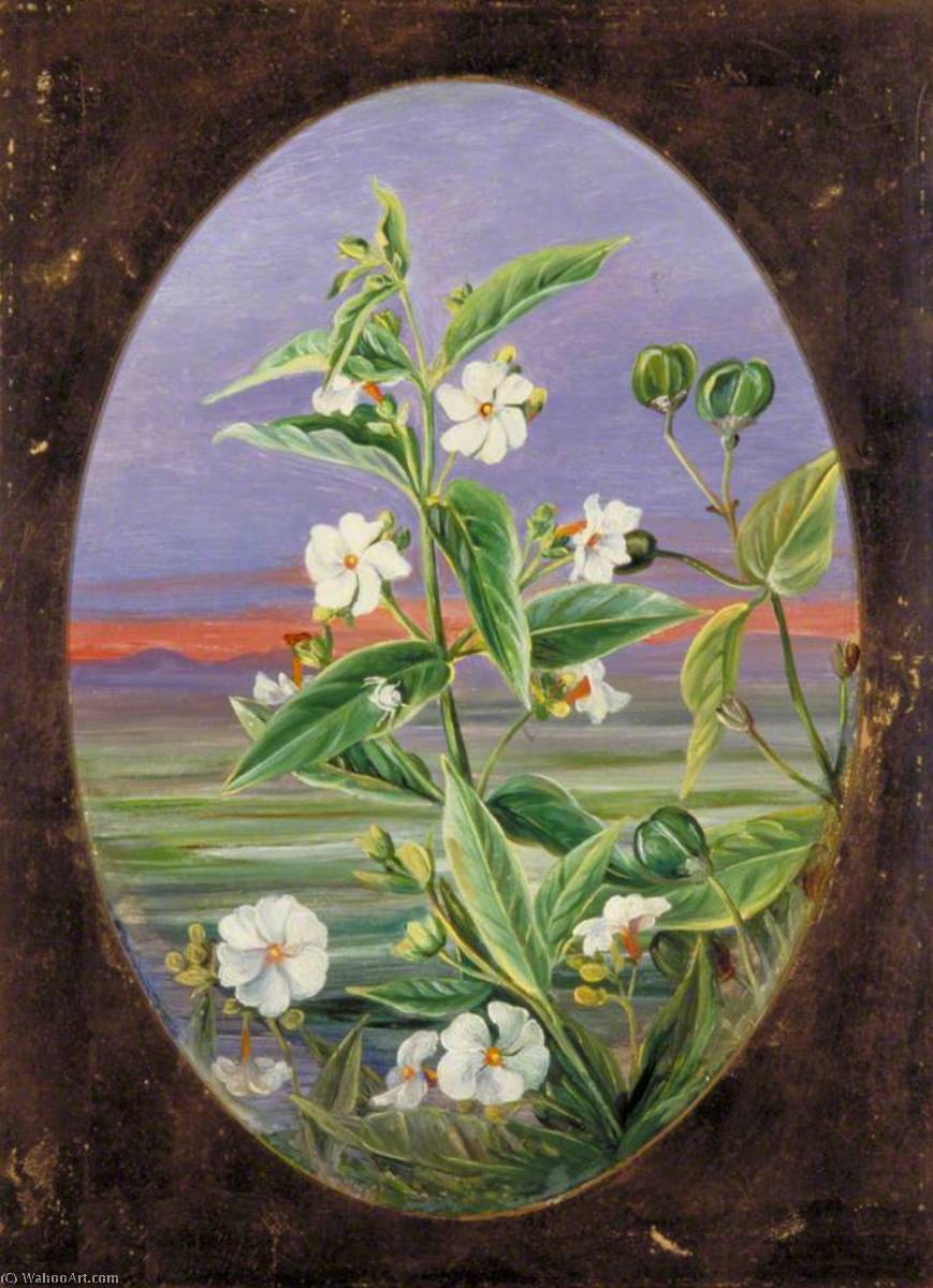 The Night Jessamine — Марианна Норт