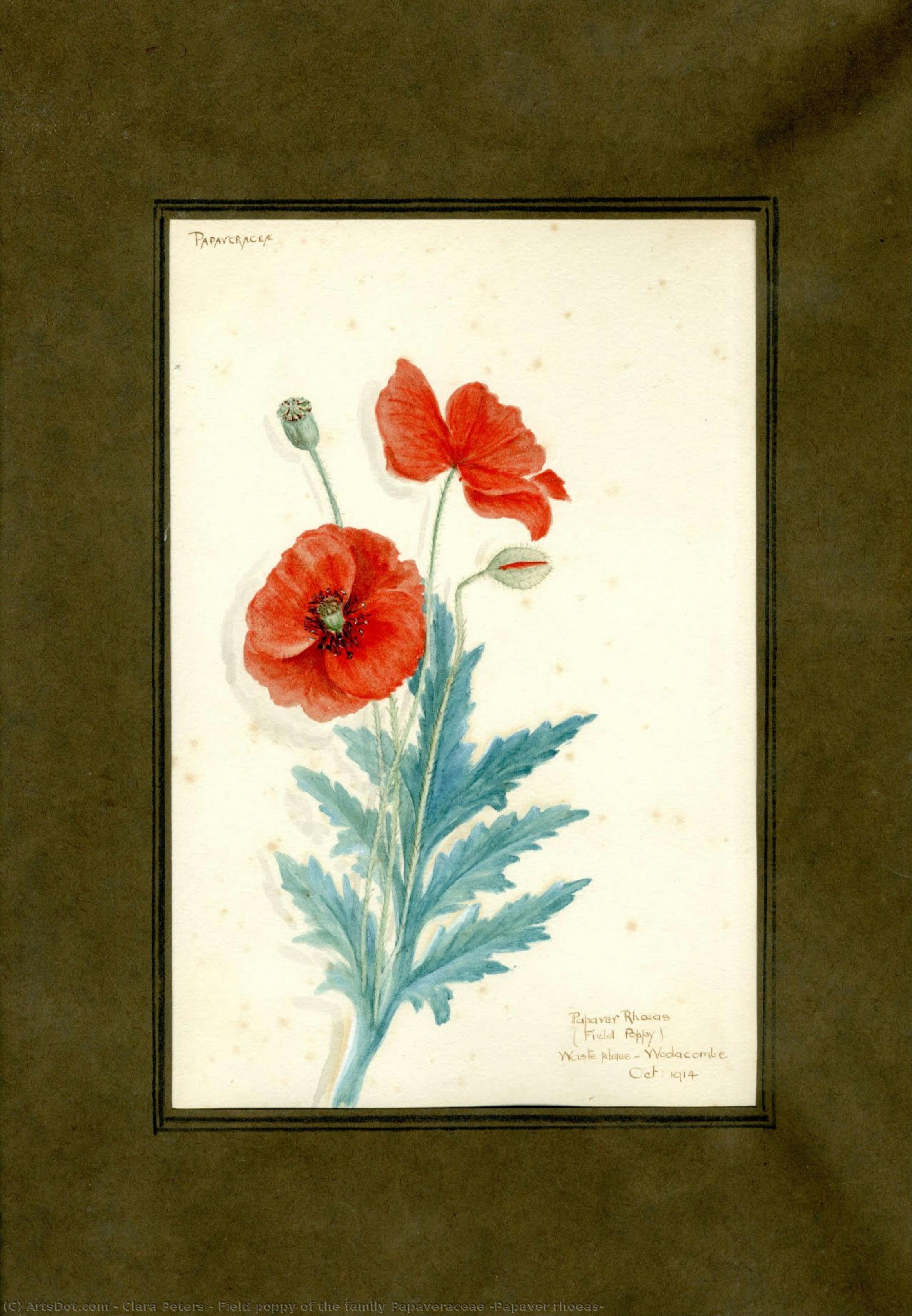 Field Poppy Of The Family Papaveraceae (papaver Rhoeas) — Clara Peeters