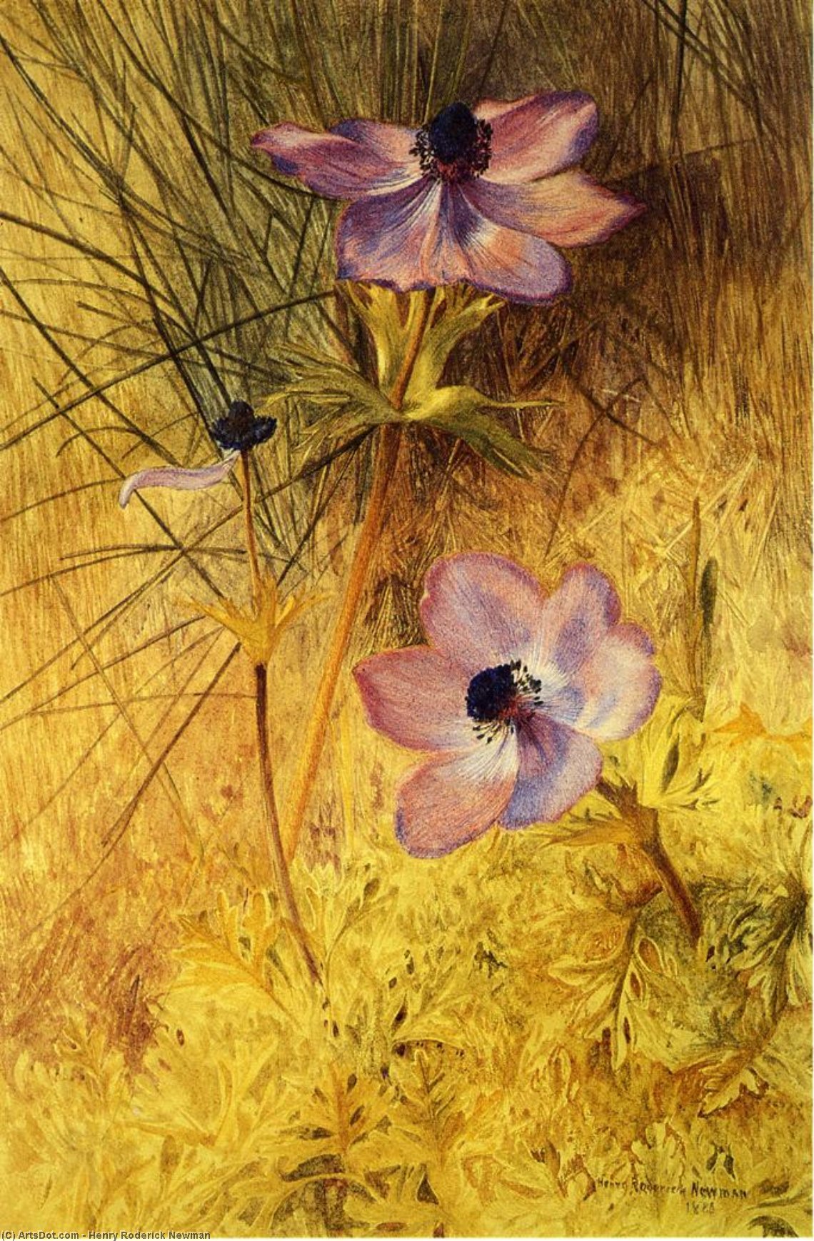 Florentine Wild Anemones — Henry Roderick Newman