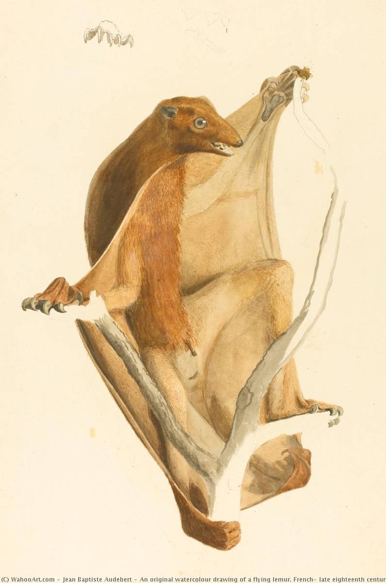 An Original Watercolour Drawing Of A Flying Lemur. French, Late Eighteenth Century — Jean Baptiste Audebert