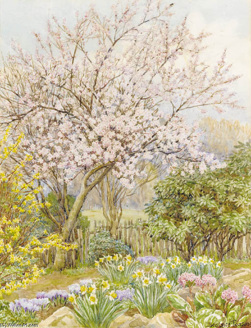 Almond Blossom In Oxley, Hertfordshire — Beatrice Parsons