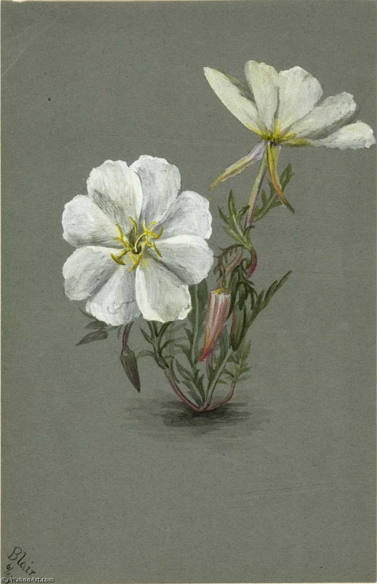 Giant Helleborine (epipactia Gigantea) — Mary Vaux Walcott