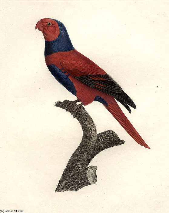 Eos Squamata Riciniata — ジャック・バラバン