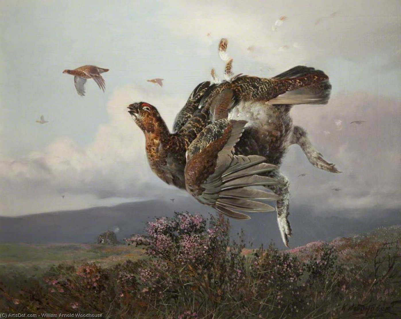 Grouse Shot In Flight — William Arnold Woodhouse