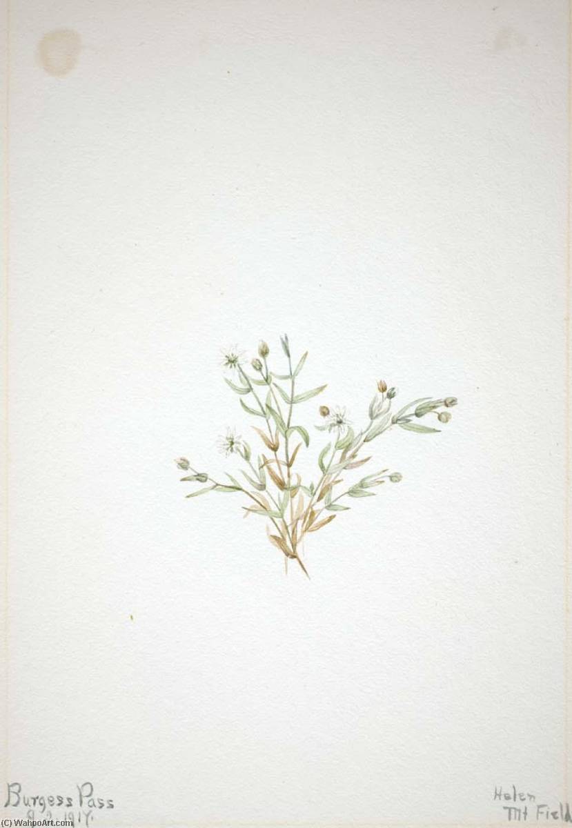 Stelleria Leata — Mary Vaux Walcott