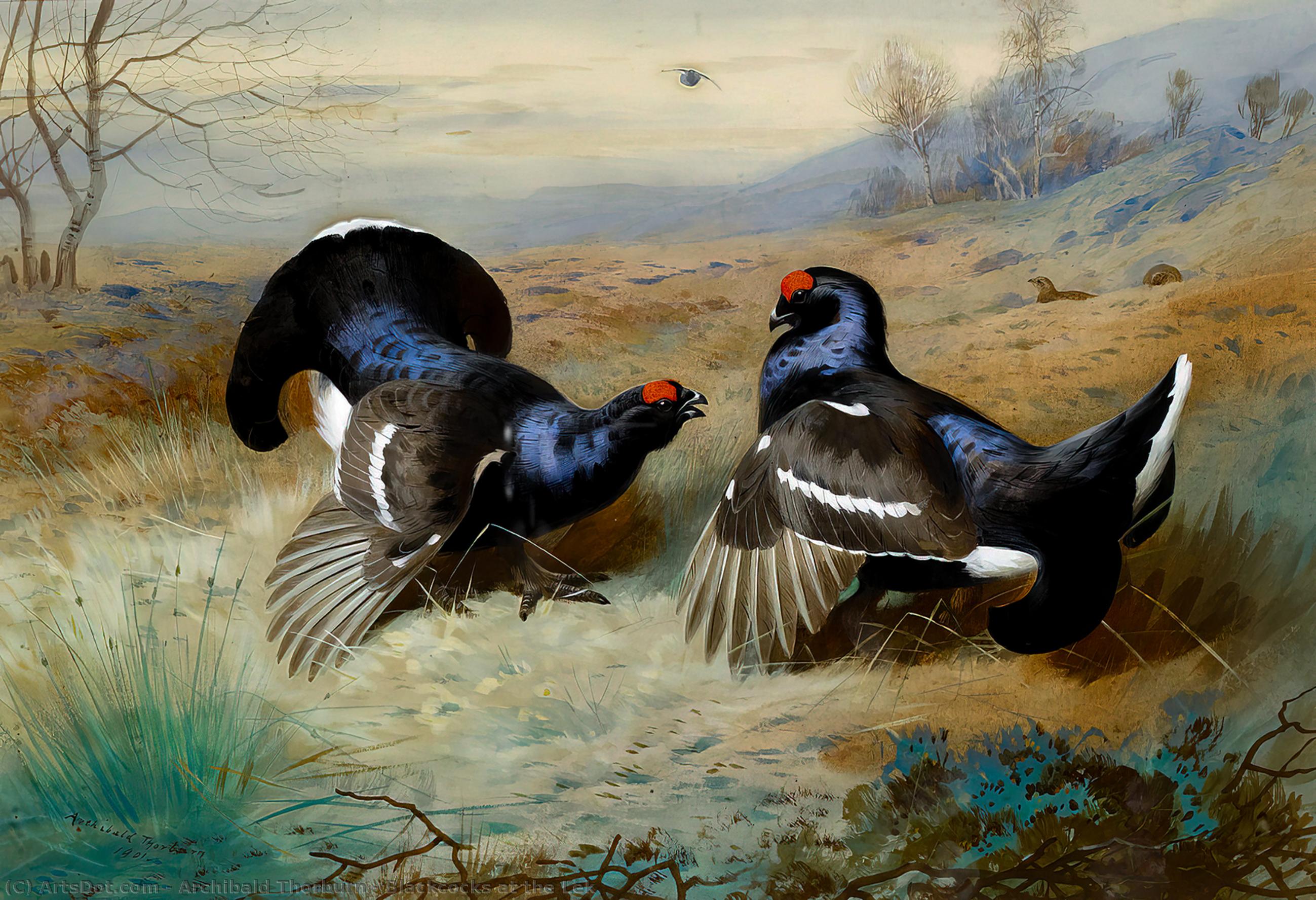 Blackcocks At The Lek — Archibald Thorburn