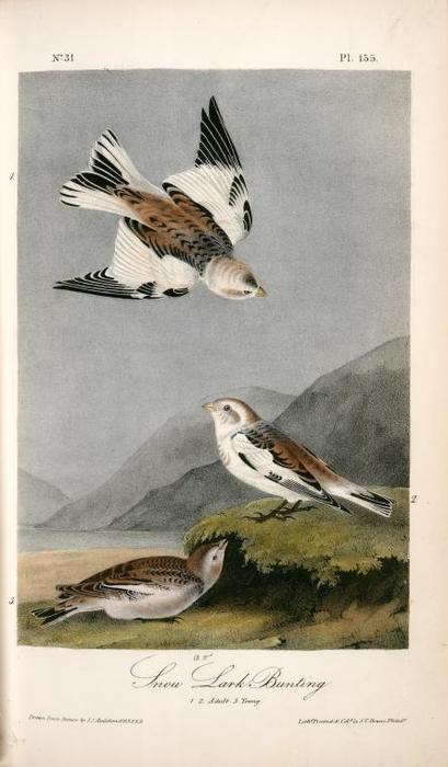Snow Lark Bunting. 1. 2. Adult. 3. Young — John James Audubon