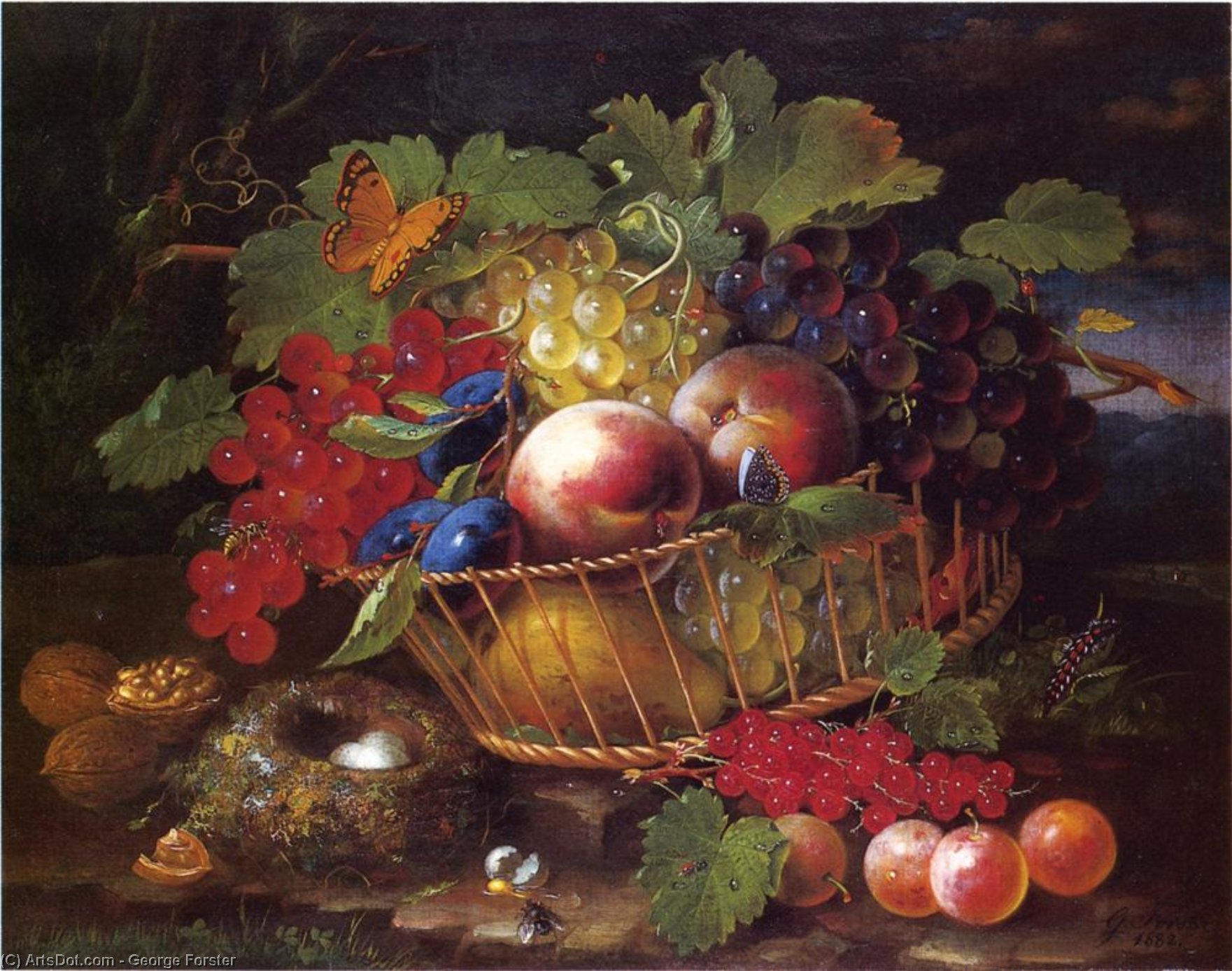 Still Life With Fruit, Butterflies And Bird's Nest — Georg Forster