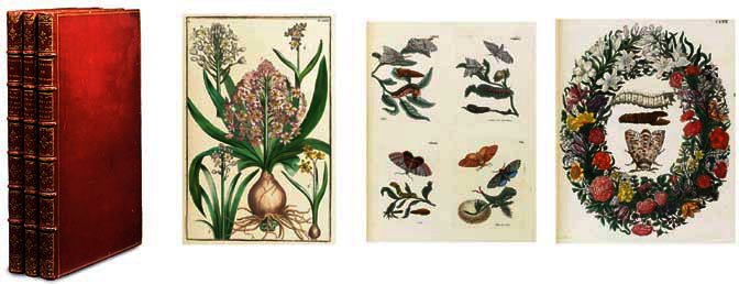 Histoire Generale Des Insectes Du Surinam Et De Toute L'europe, Contenant Leurs Descriptions, Leurs Figures, Leurs Differentes Metamorphoses. — Maria Sybilla Merian