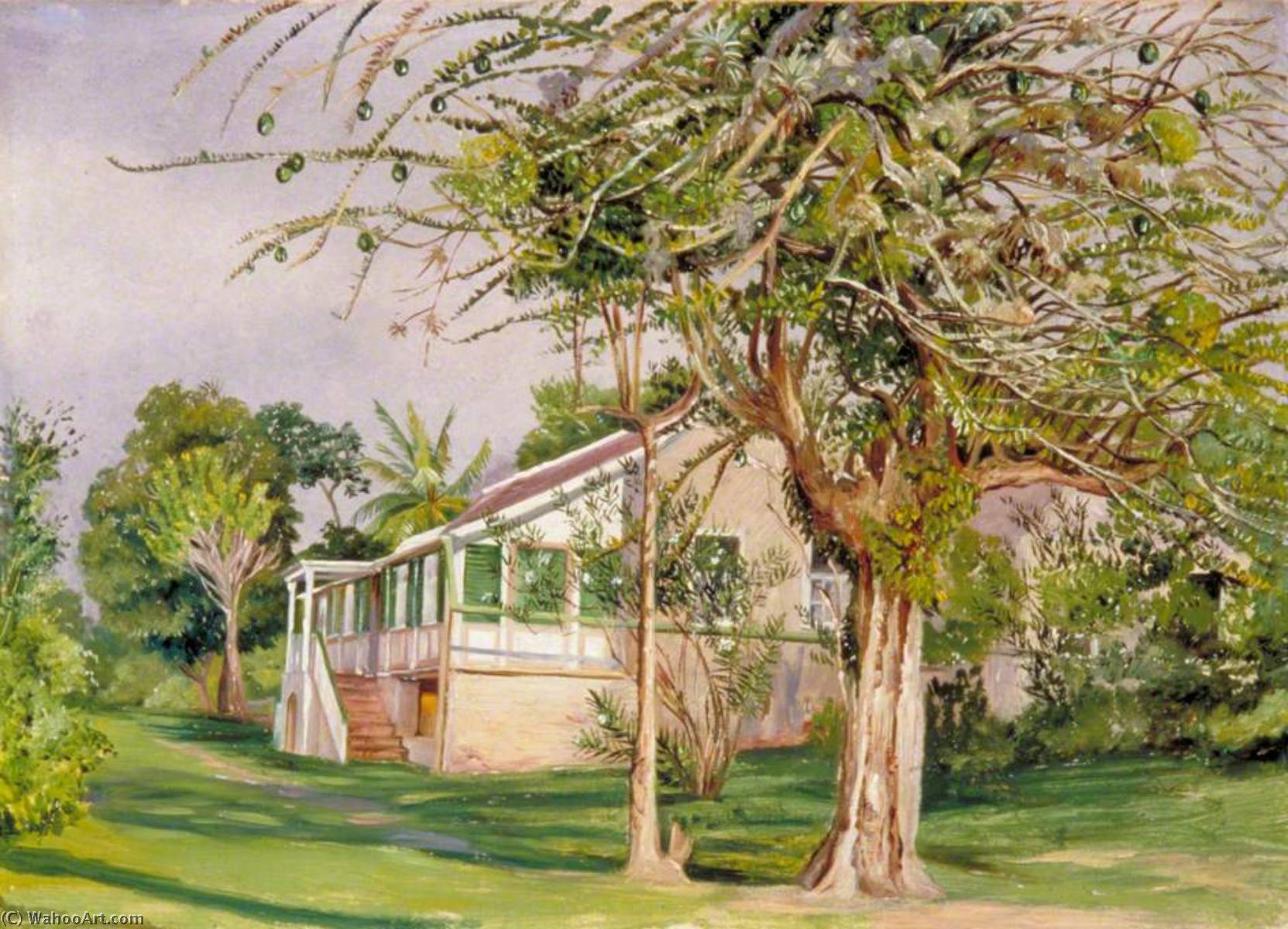 Bermuda Mount, Jamaika — Marianne North