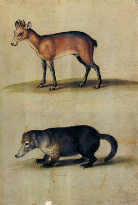 Red Hartebeest And Mountain Coati — Ulisse Aldrovandi