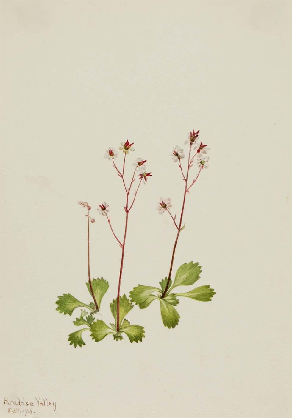 Redstem Saxifrage (saxifraga Lyallii) — Mary Vaux Walcott