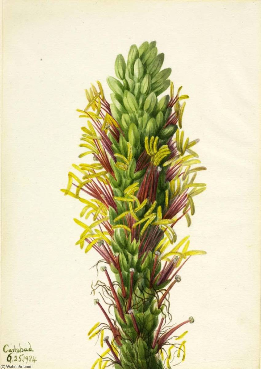 Lechuguilla (agava Lechuguilla) — Mary Vaux Walcott