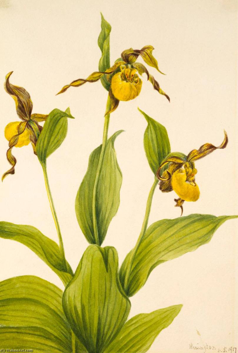 Small Yellow Ladyslipper (cypripedium Parviflorum) — Mary Vaux Walcott