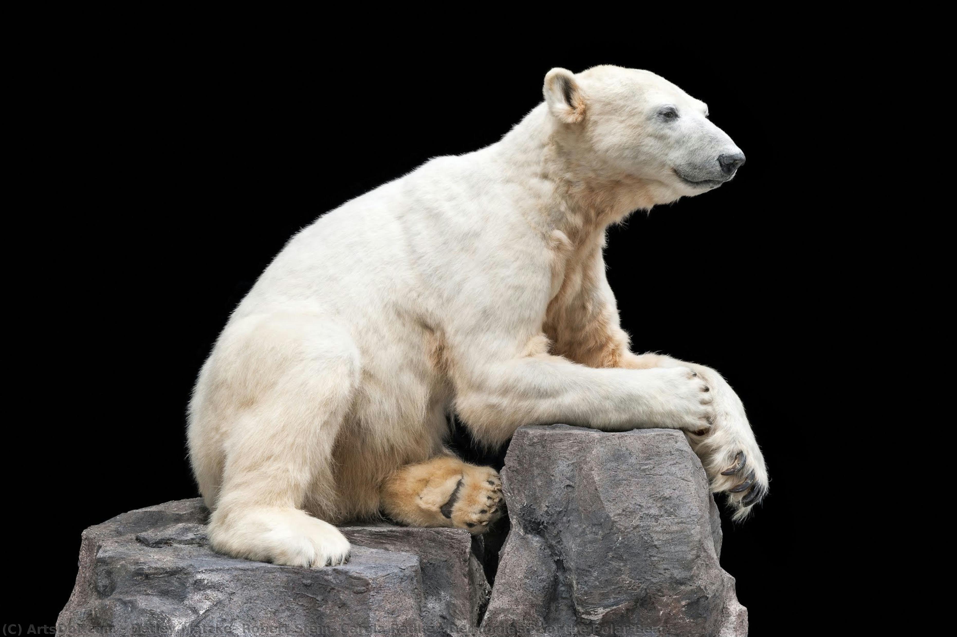 Dermoplastic Of The Polar Bear — Detlev Matzke, Robert Stein, Carola Radke