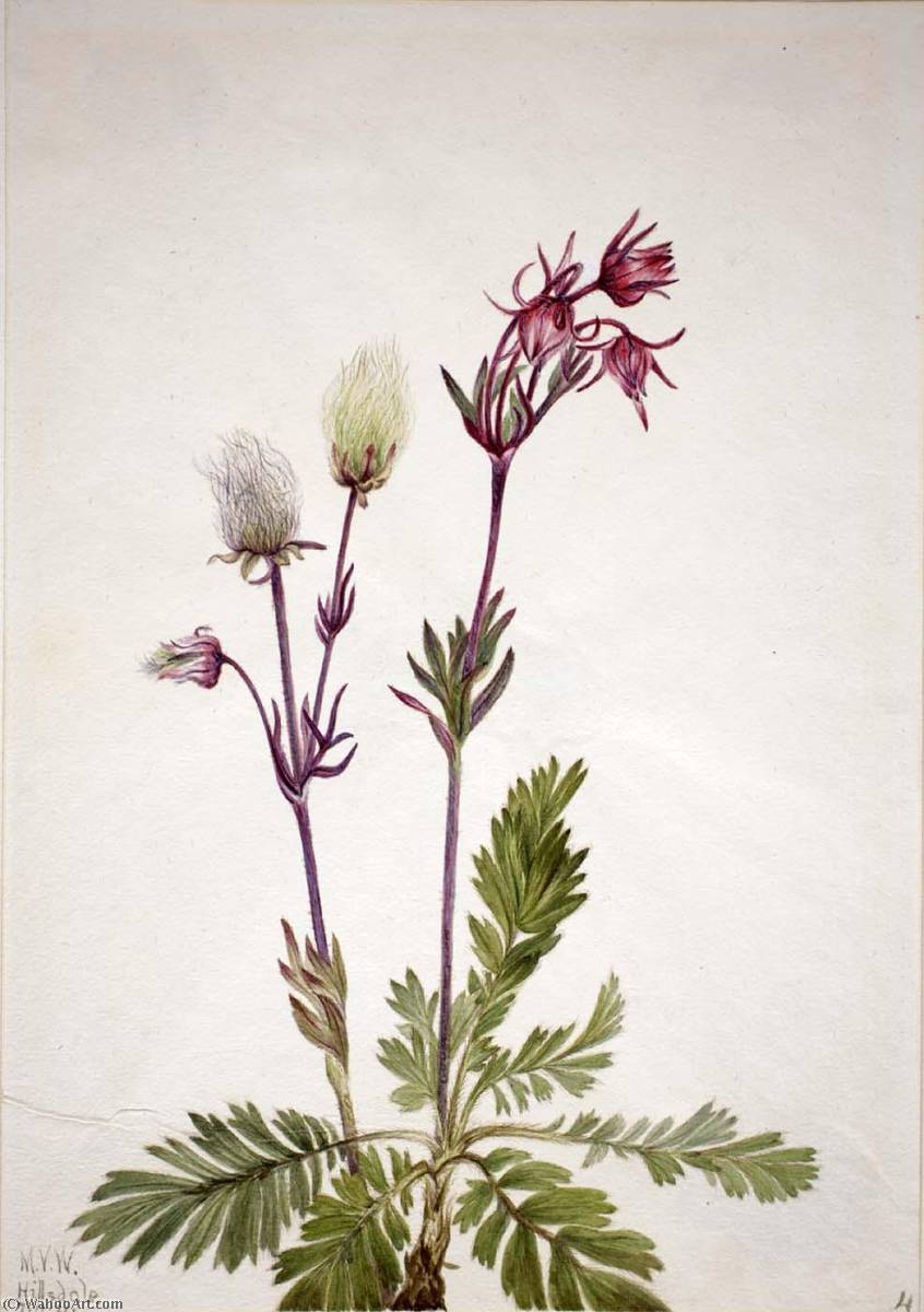 Prairie Smoke (sieversia Ciliata) — Mary Vaux Walcott