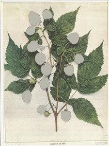 Berry I