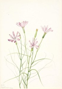 Skeleton Weed (lygodesmia Grandiflora) — Mary Vaux Walcott