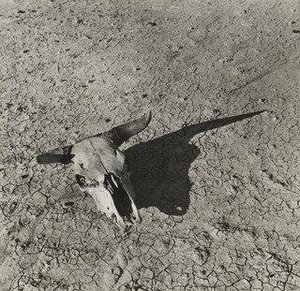 Skull, Badlands, South Dakota — Arthur Rothstein